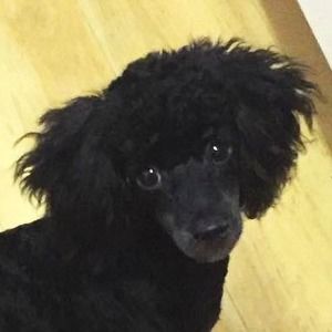 Meet your Posher, Meshelle